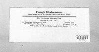 Uromyces oblongus image